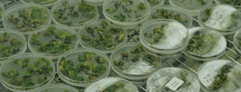 番茄转化遗传转化实验方法,遗传转化
