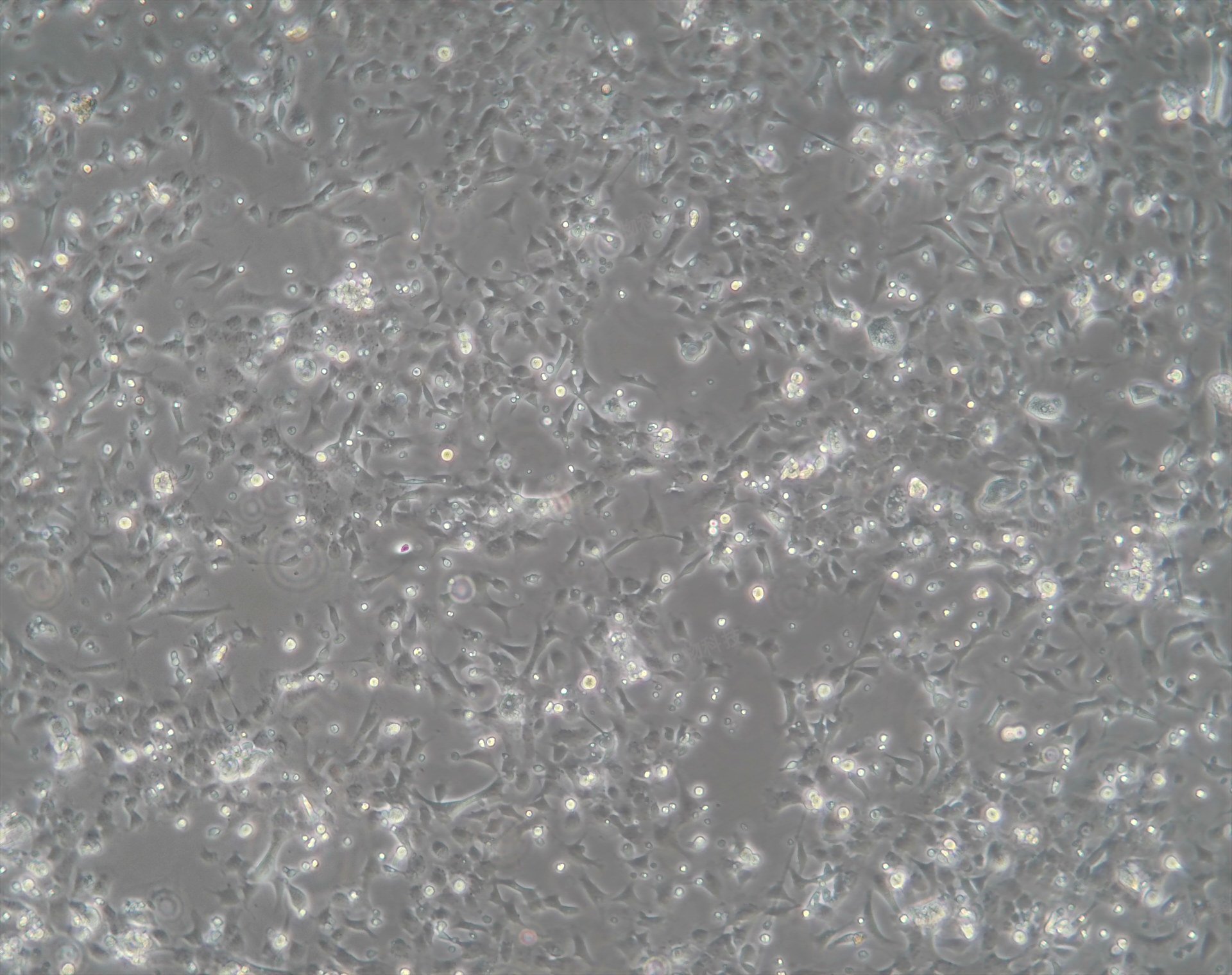 什么是原代細胞？