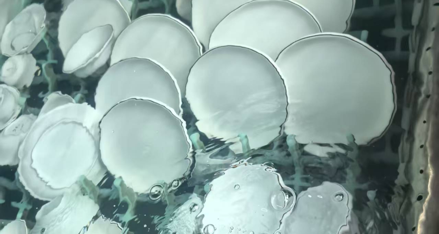 鹽田區(qū)竹木餐具清洗流程標(biāo)準(zhǔn) 歡迎咨詢 深圳市西部志城餐具消毒供應(yīng)