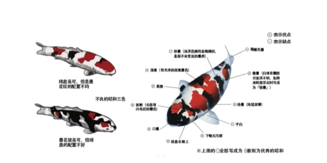 河北定制锦鲤鱼池过滤系统对比,锦鲤鱼池过滤系统