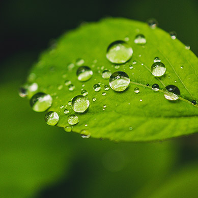 為何選擇綠植租賃?