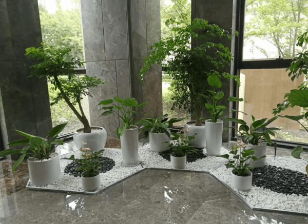 綠植租賃