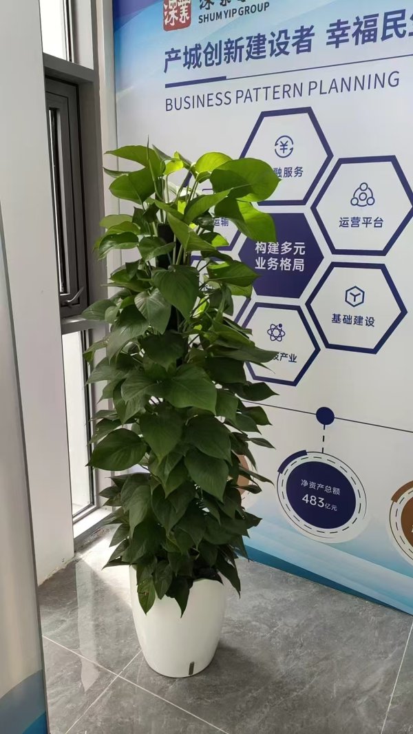 綠植租賃