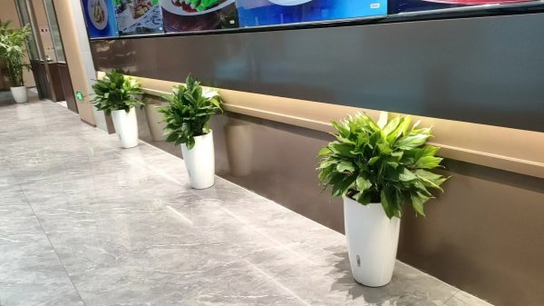 綠植租賃