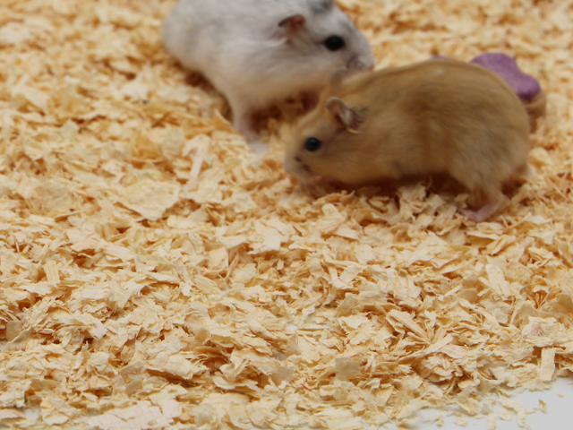 金州區推薦工廠艾米麗小寵木屑持續供貨 客戶至上 普元寵物用品供應