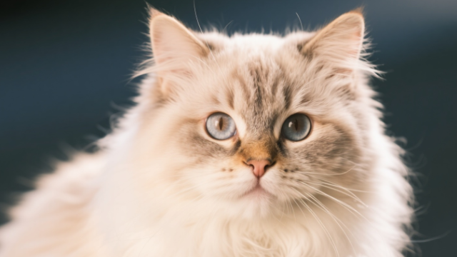 貓砂開封后怎么儲存？潮濕環(huán)境容易滋生細菌