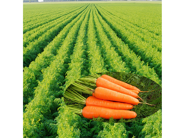 江西天然胡蘿卜素多少錢,天然胡蘿卜素