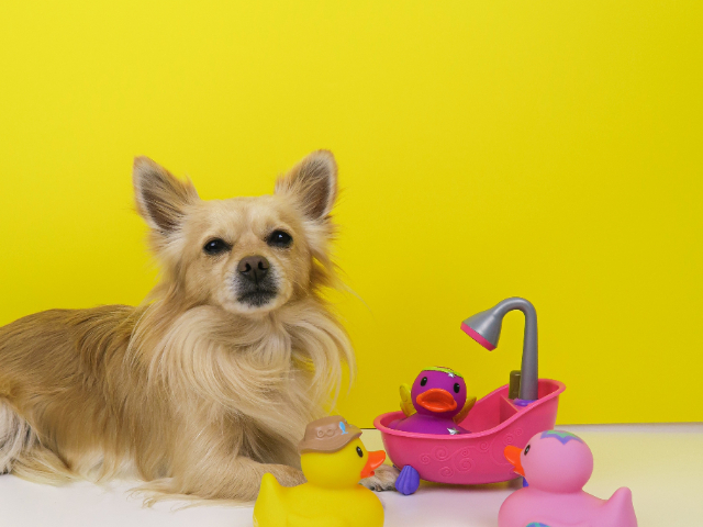 荷蘭充電寶跨境敏感貨物流哪家快 合規(guī)出海 深圳市華翰鴻運(yùn)國際物流技供應(yīng)
