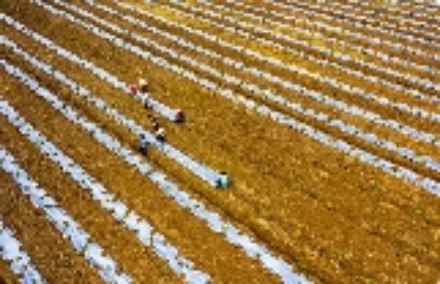 四川农作物栽培服务文化