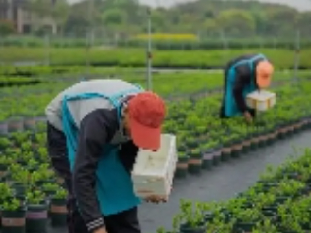 上海特殊农作物栽培服务