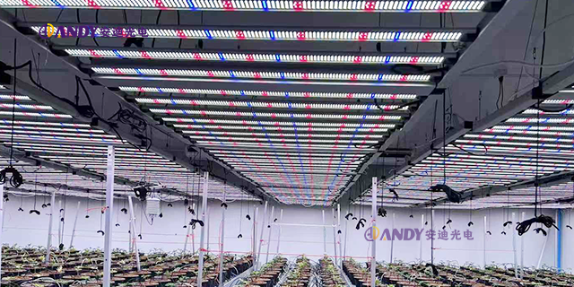 河南智能植物生长灯跨境出口,植物生长灯