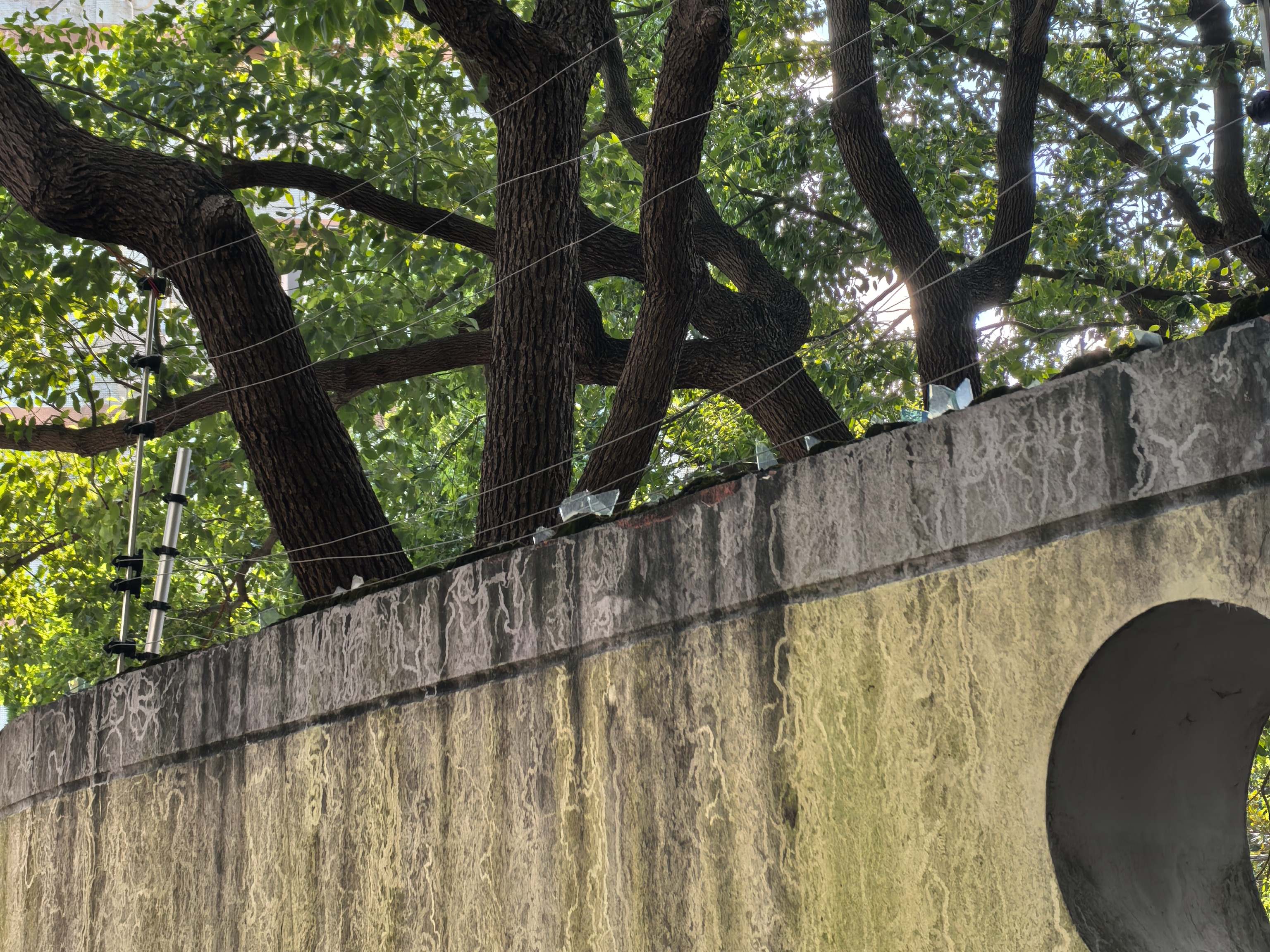 臺風后的電子圍欄現狀