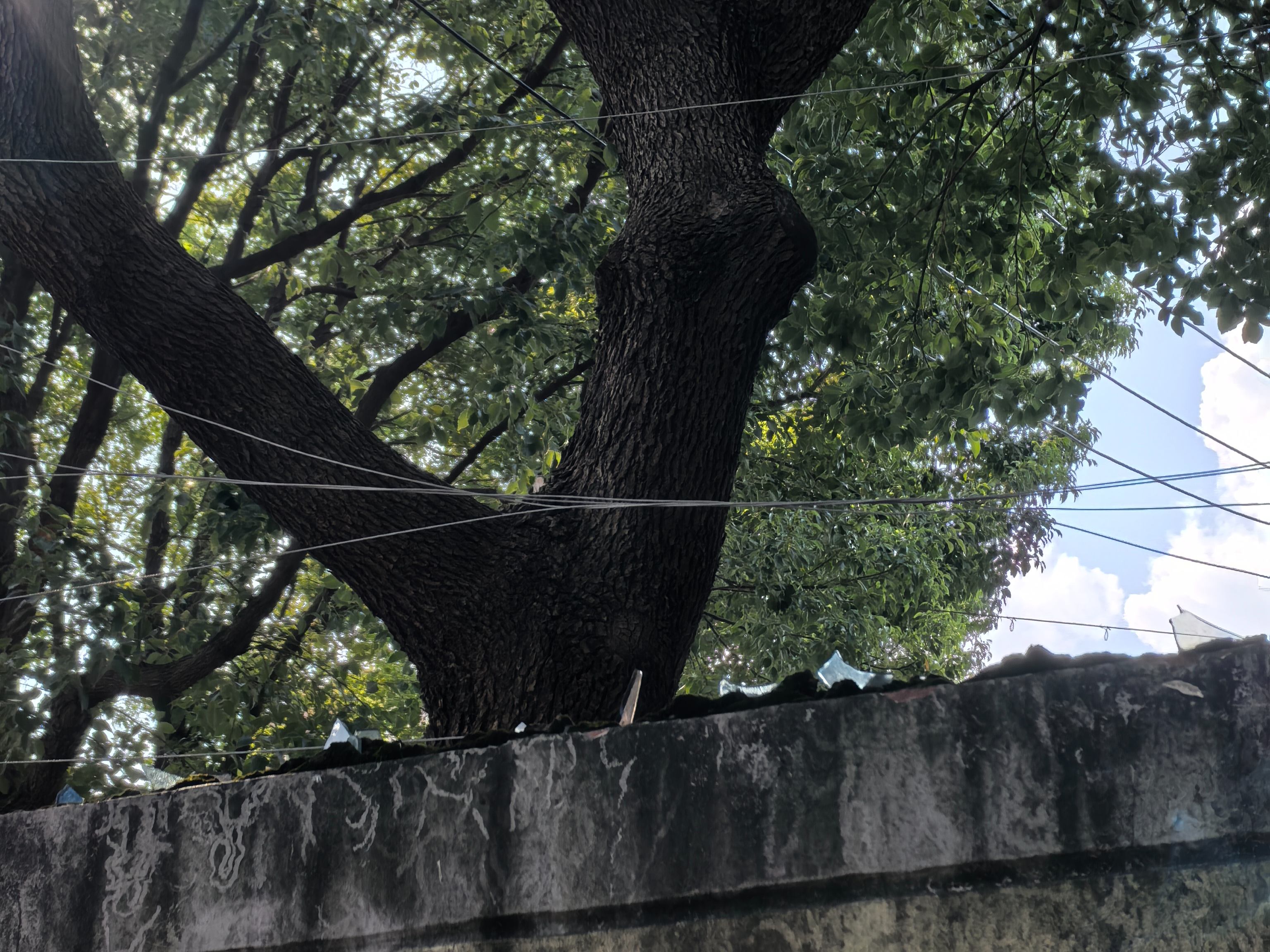 臺風過后，電子圍欄的修復和維護