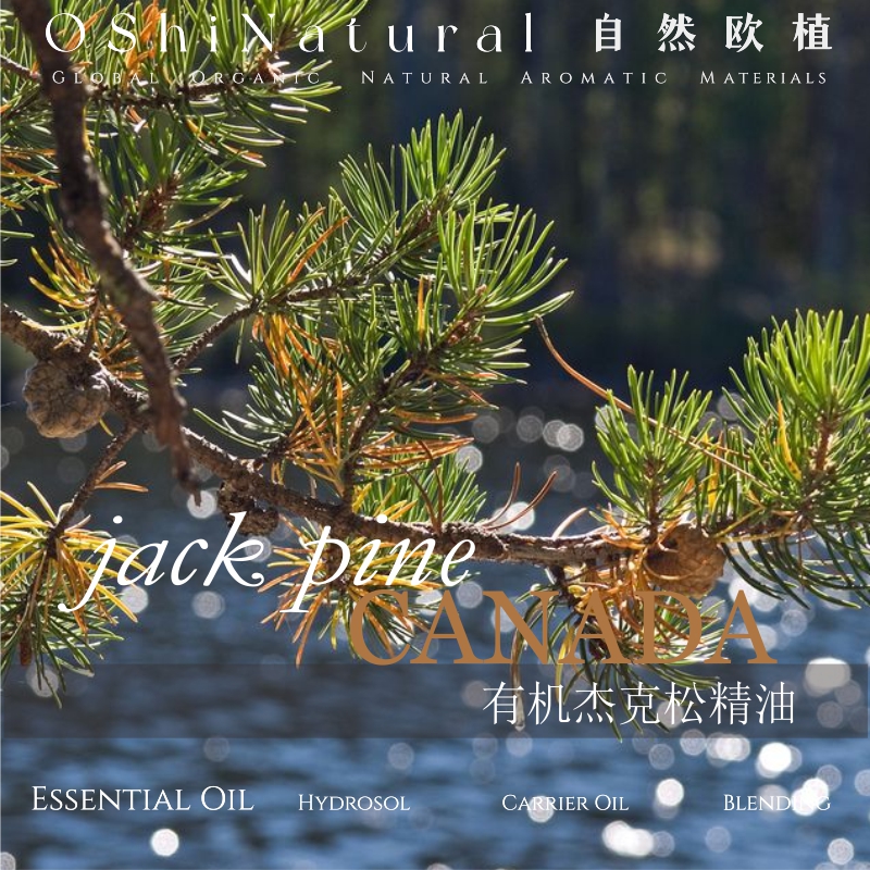 有机杰克松精油,自然欧植(深圳)国际贸易有限公司
