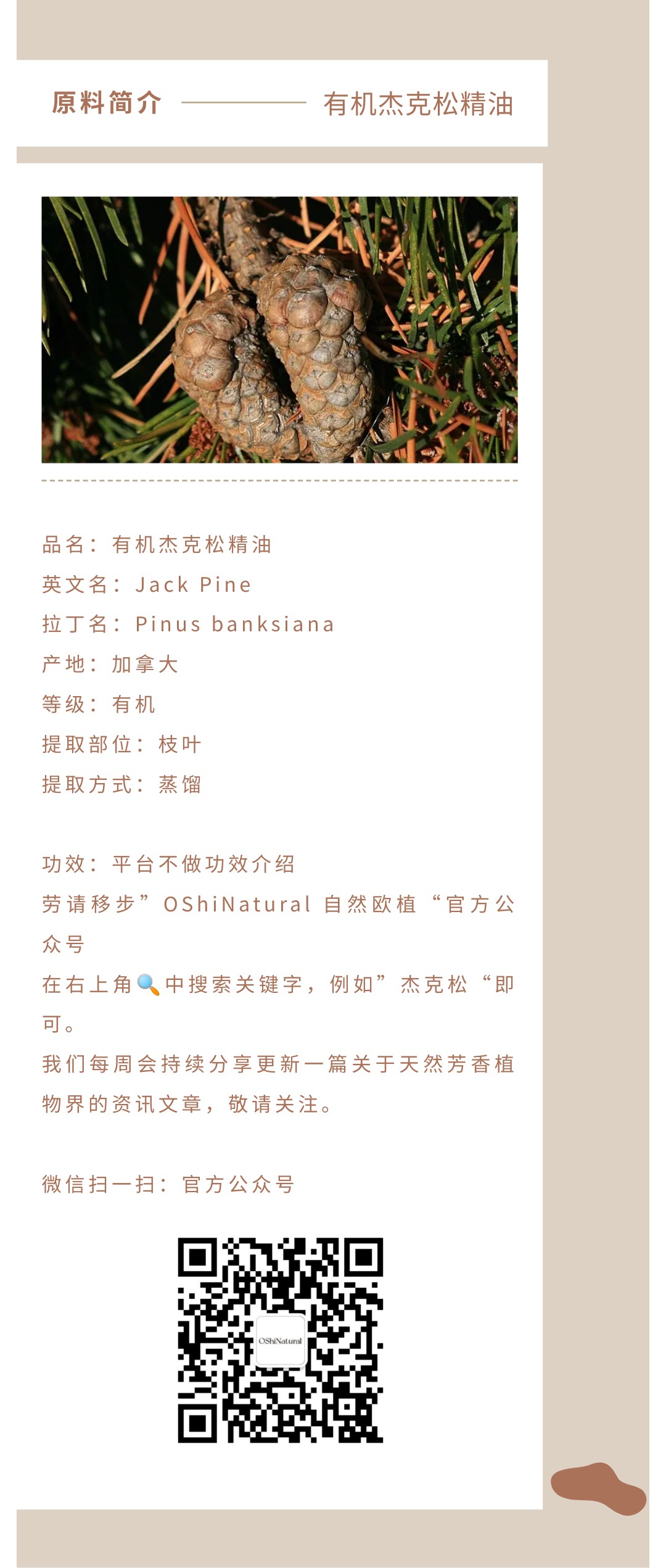 有机杰克松精油,自然欧植(深圳)国际贸易有限公司