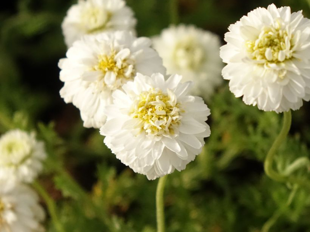 法国洋甘菊 有机认证 深圳自然欧植国际贸易供应