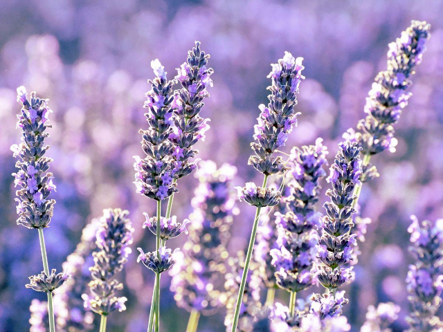 真實薰衣草精油國外農(nóng)場 食品級 深圳自然歐植國際貿(mào)易供應(yīng)