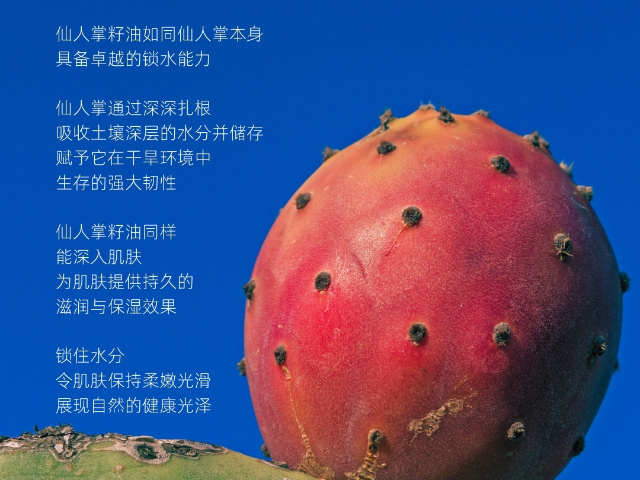 非洲進口仙人掌籽油源頭直采 德米特有機 深圳自然歐植國際貿易供應