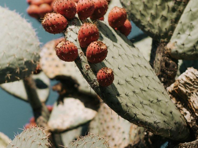 阿拉伯國(guó)家進(jìn)口仙人掌籽油自然歐植 天然 深圳自然歐植國(guó)際貿(mào)易供應(yīng)