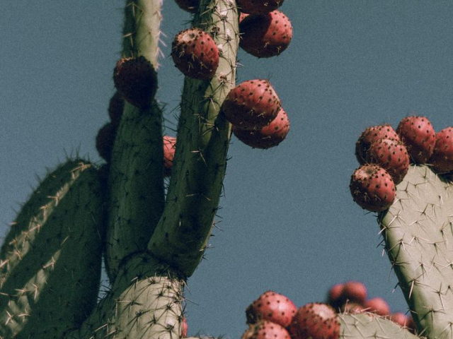 摩洛哥進(jìn)口仙人掌籽油成分配比 食品級(jí) 深圳自然歐植國(guó)際貿(mào)易供應(yīng)