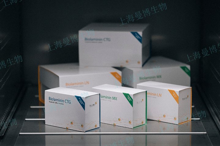 重慶神經(jīng)分化重組層粘連蛋白Biolaminin521科研臨床轉(zhuǎn)化,重組層粘連蛋白Biolaminin521