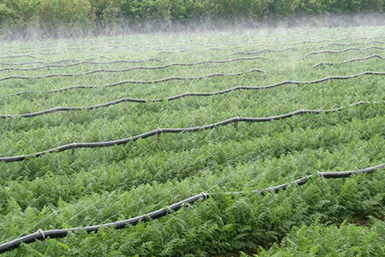 Vegetable Irrigation Technology