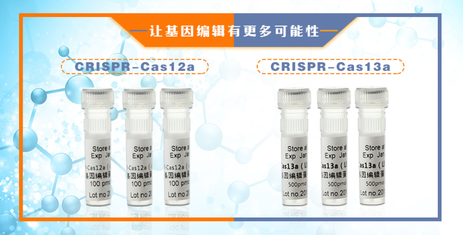 广州整体解决方案CRISPR-Cas单碱基编辑,CRISPR-Cas