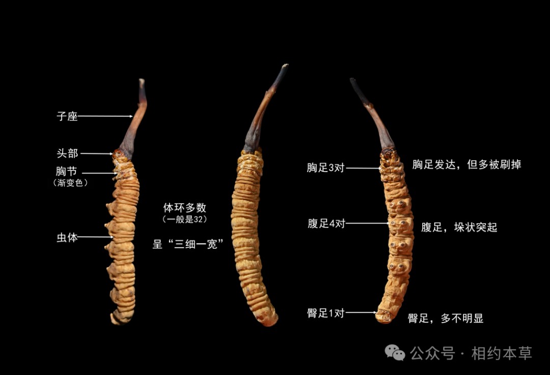 中成药产业溃败：天灾还是人为因素？