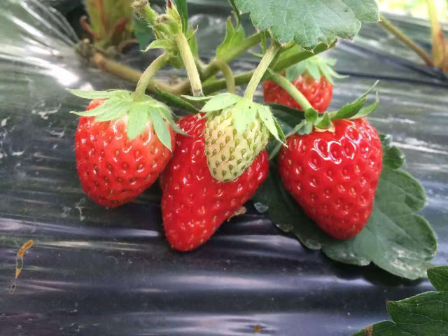 什么是草莓價格對比,草莓