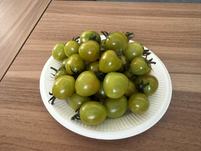 黑龍江番茄培育過程,番茄
