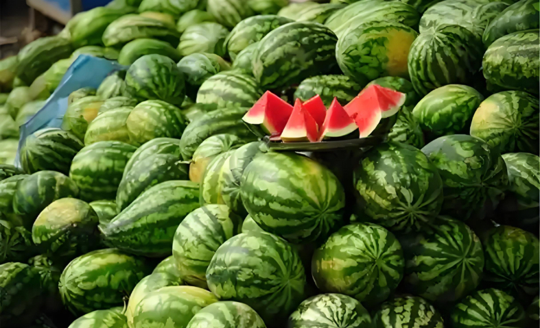 天津西瓜培養(yǎng),西瓜