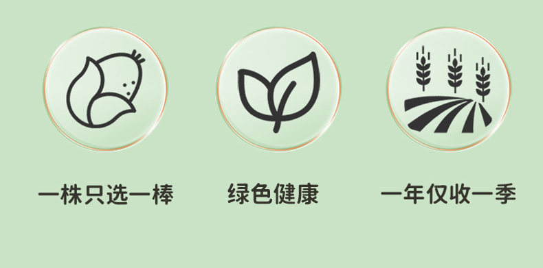 內(nèi)蒙傻小胖黑玉米價格