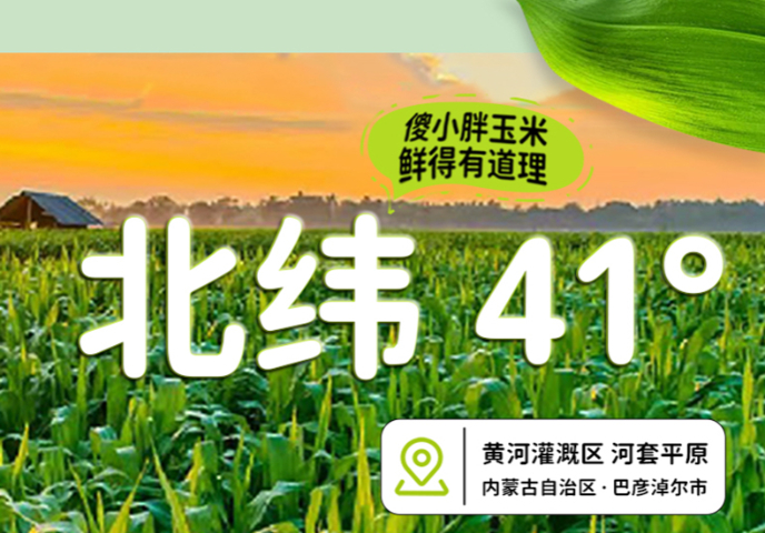 五原傻小胖紫糯玉米禮盒