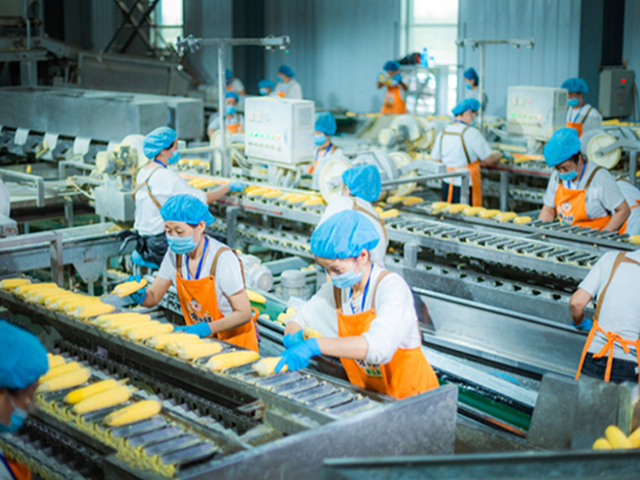 內蒙傻小胖黑玉米價格,傻小胖