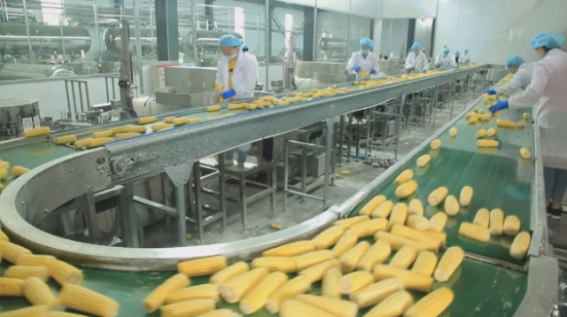 東北好吃的黑玉米品牌,玉米