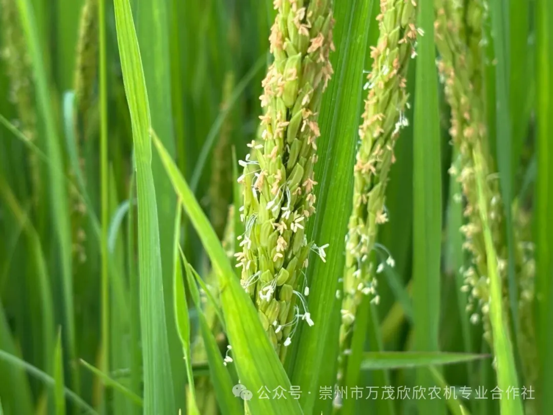 水稻生长的 “生死时速”:解码扬花授粉与灌浆期的关键密码 _崇州·万茂
