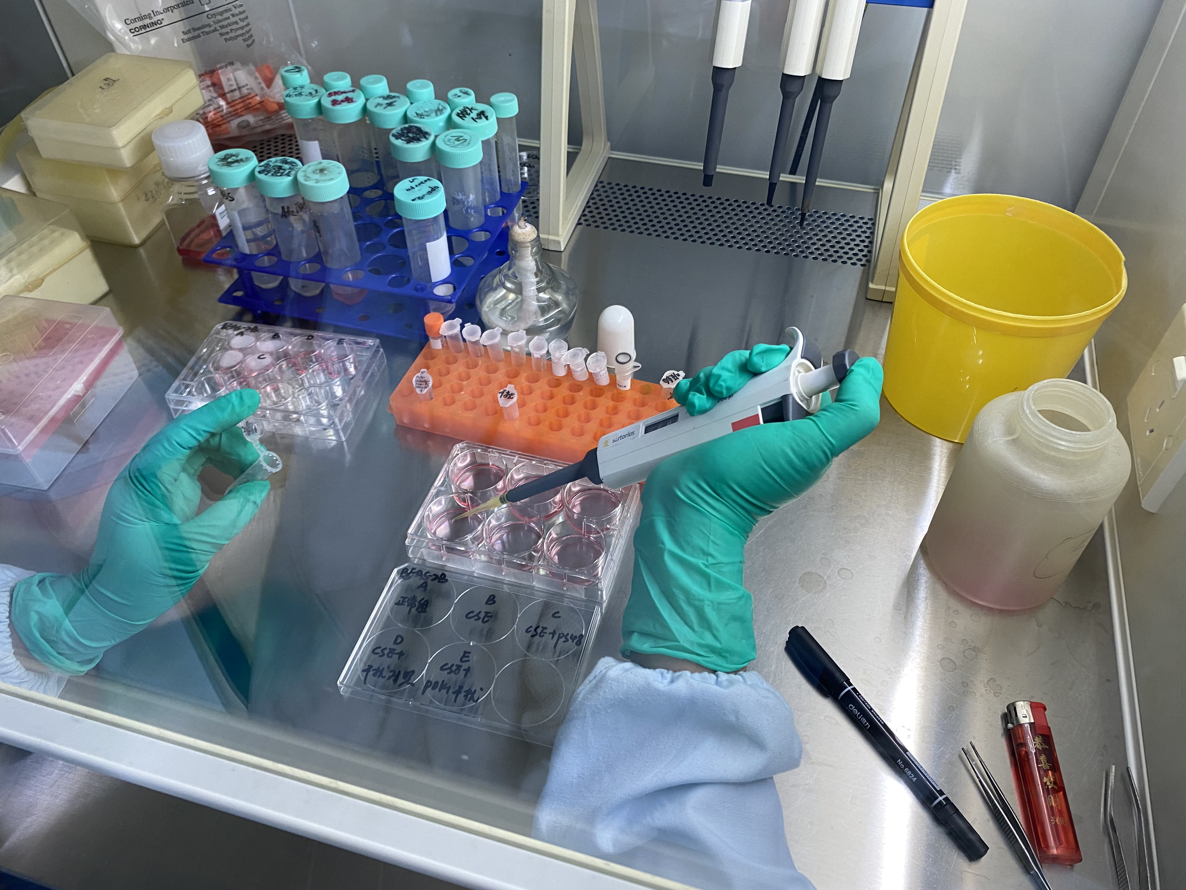 旗赛keycell®东北原代细胞定制方案