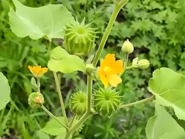 景区杂草防除绿地管护,杂草防除