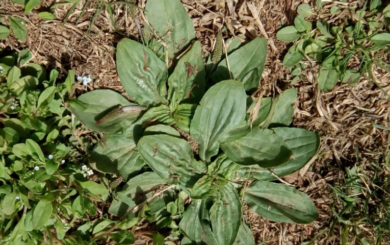 江苏草坪杂草防除暖季型草坪,杂草防除
