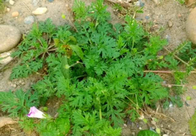 广东林地杂草防除药剂批发,杂草防除