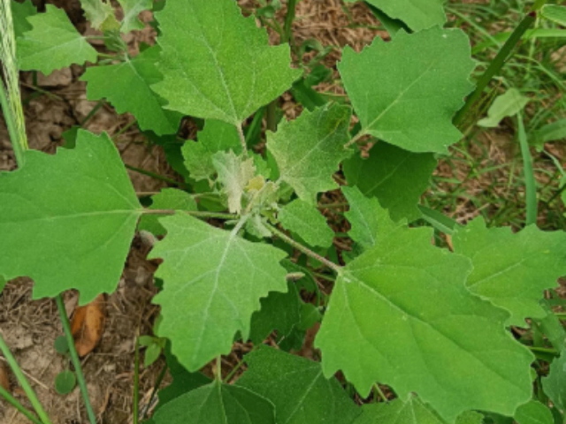 山东草坪杂草防除白三叶,杂草防除