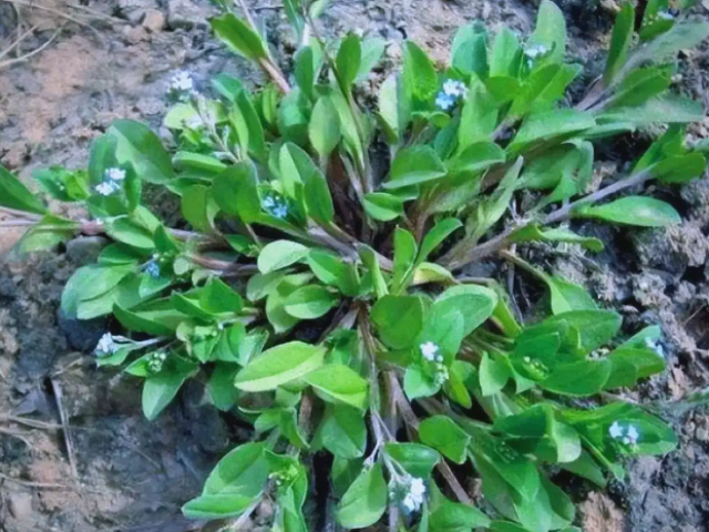 浙江校园杂草防除莎草,杂草防除