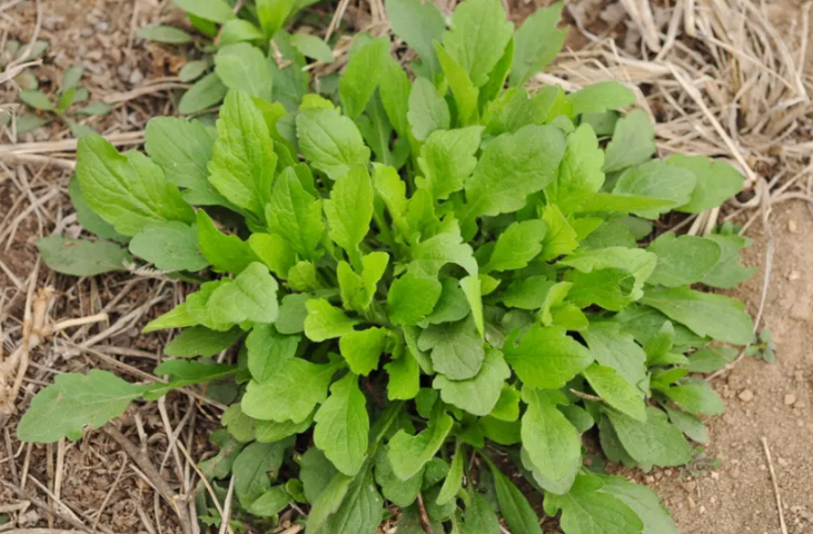 广西市政杂草防除果岭草