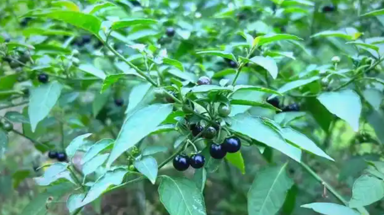 市政杂草防除狗牙根,杂草防除