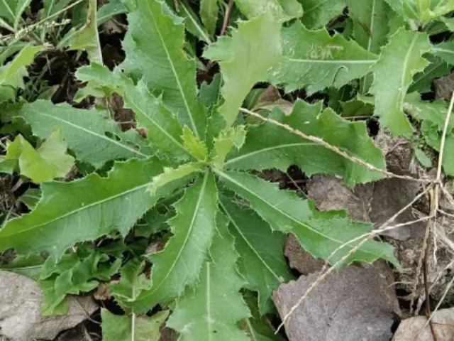 景区杂草防除绿地管护,杂草防除