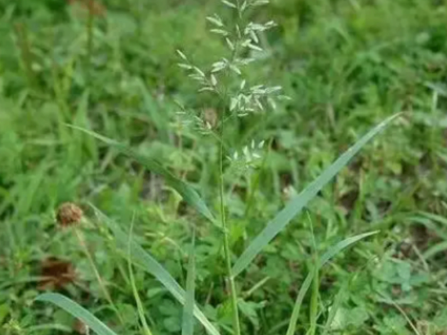 广西市政杂草防除果岭草,杂草防除