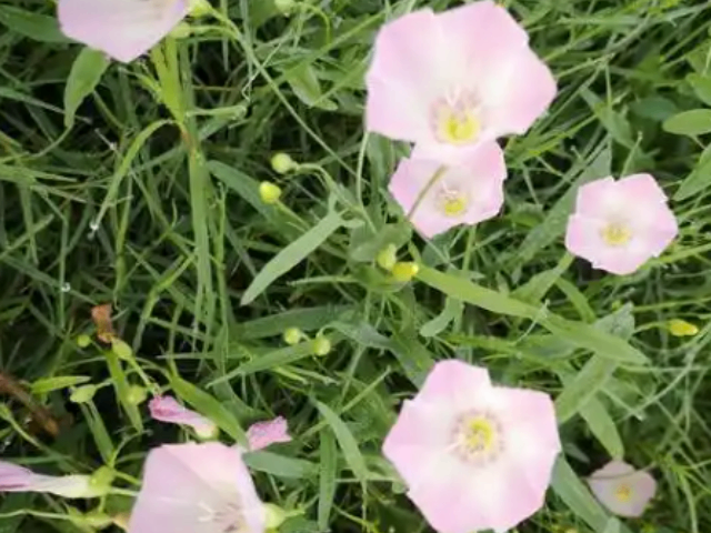 江苏草坪杂草防除暖季型草坪,杂草防除
