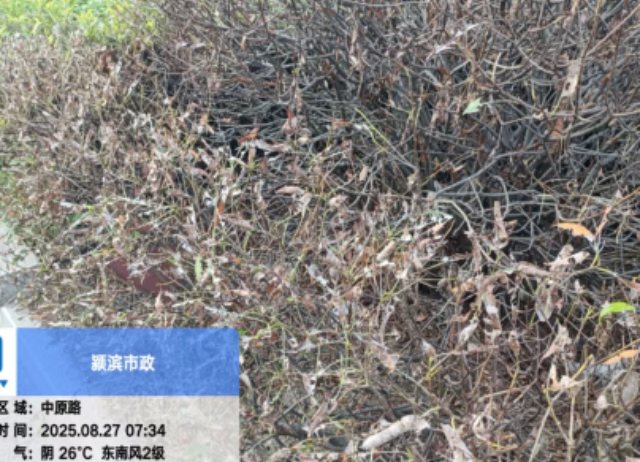 福建结缕草病虫害防治炭疽病处理,病虫害防治