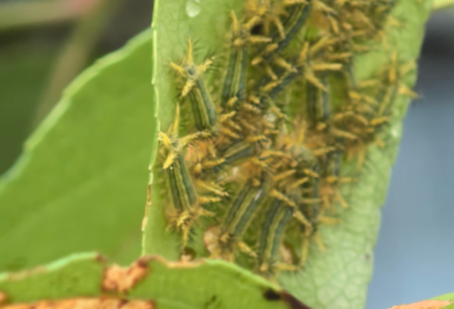 湖北小区病虫害防治地老虎除虫,病虫害防治