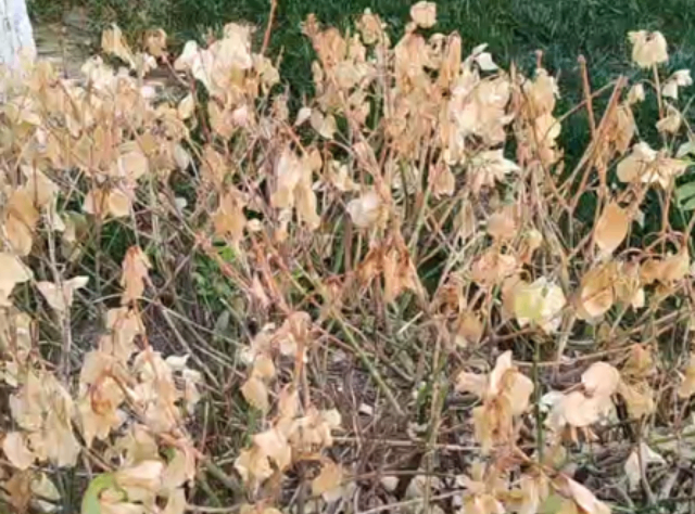 湖北小区病虫害防治地老虎除虫,病虫害防治